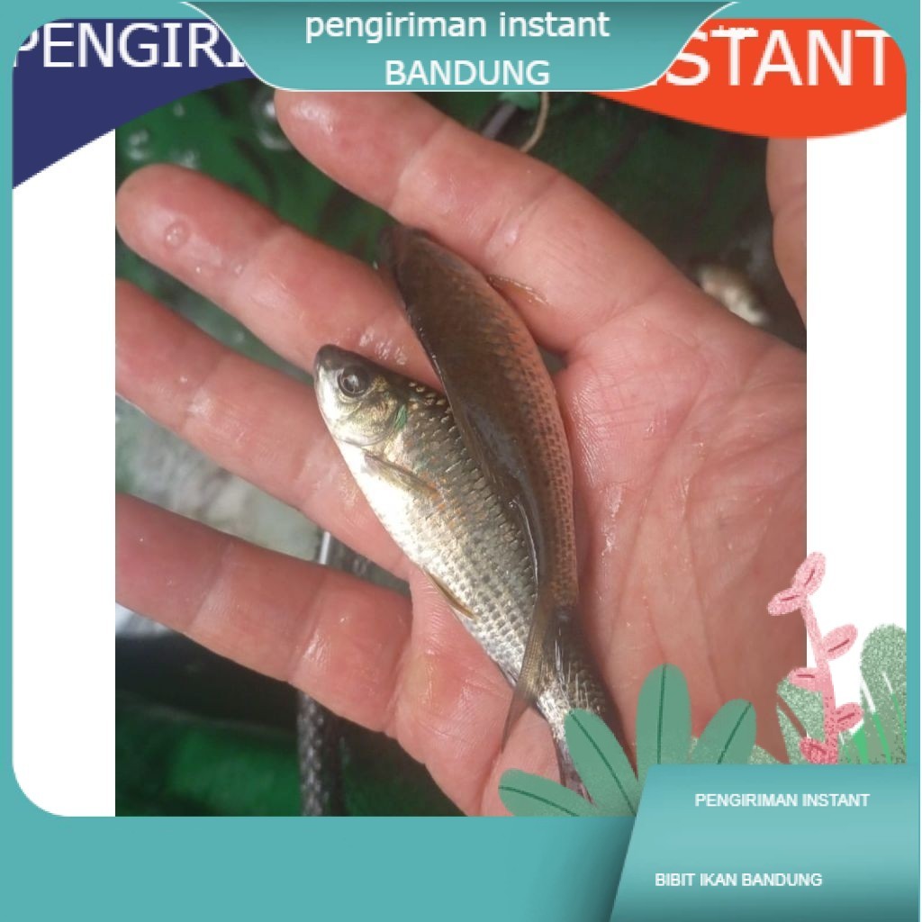 bibit ikan nilem ukuran 7 - 9 cm per ekor GROSIR BANDUNG NILEM TERAPI  TERDEKAT