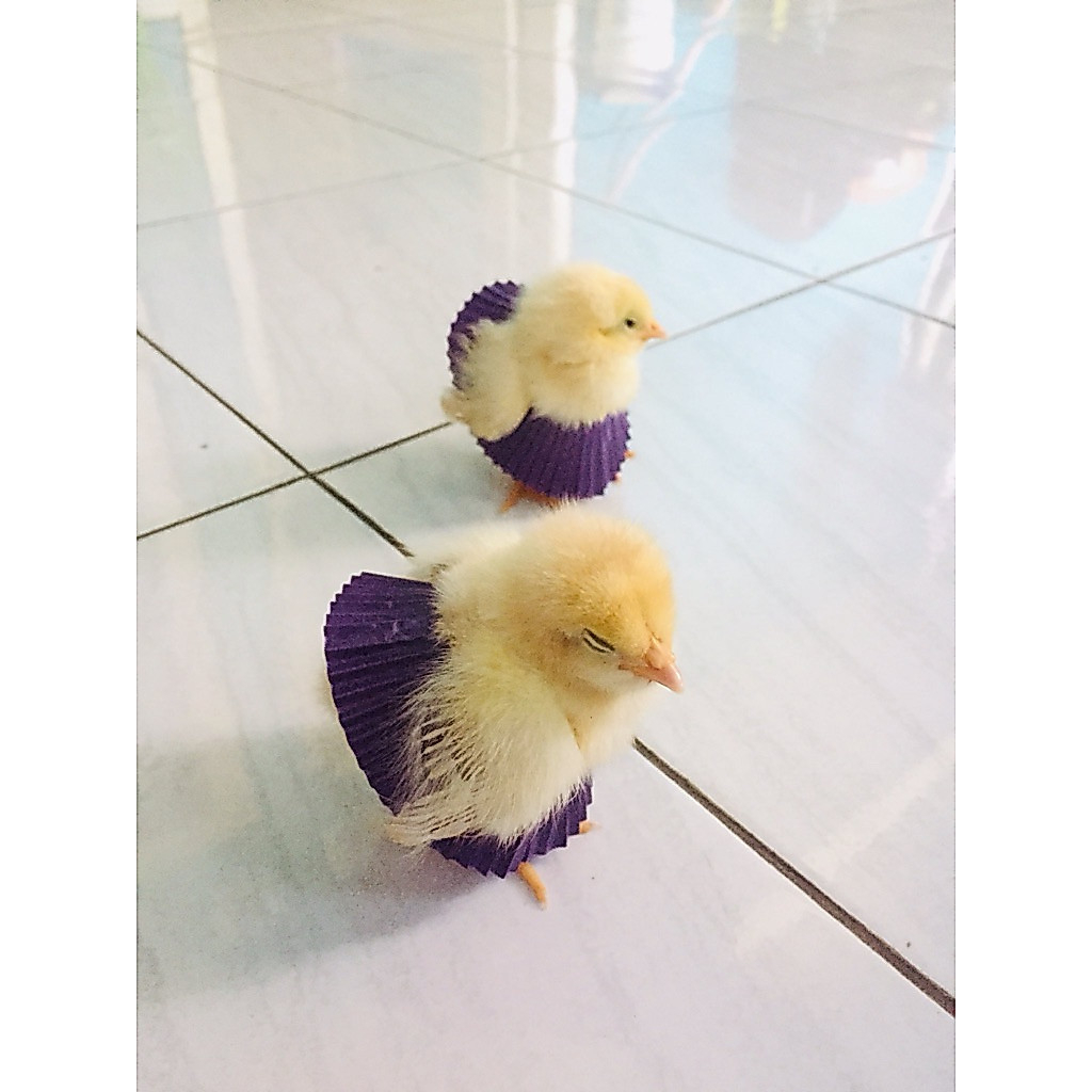 ayam warna warni DOC JANTAN
