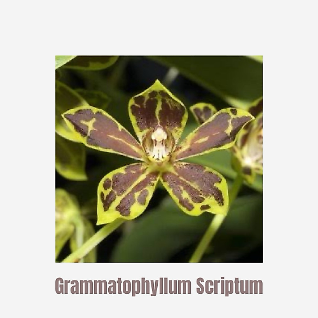 Seedling Grammatophyllum Scriptum Tanaman Anggrek Gramma Macan
