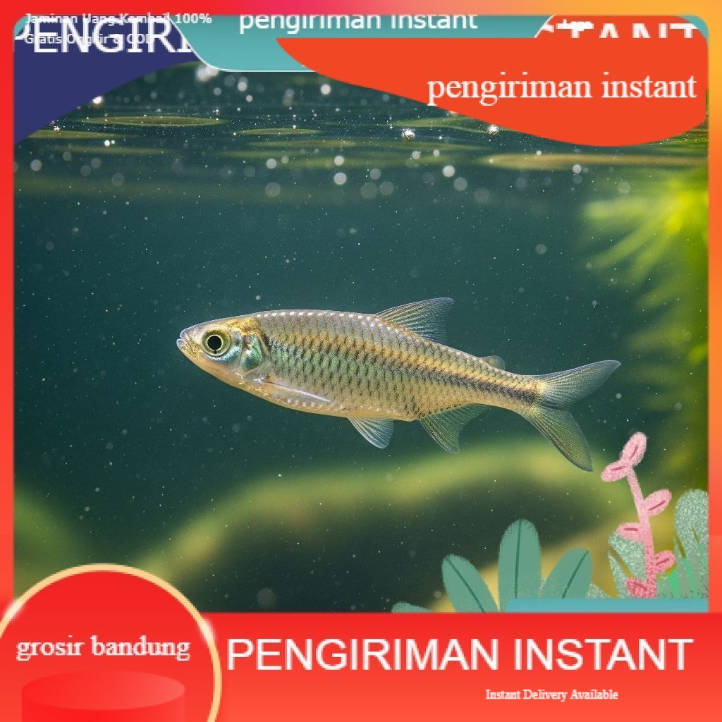 NILEM TERAPI [100 ekor] bibit ikan nilem ukuran 7 - 9 cm  100 EKOR  BANDUNG TERDEKAT