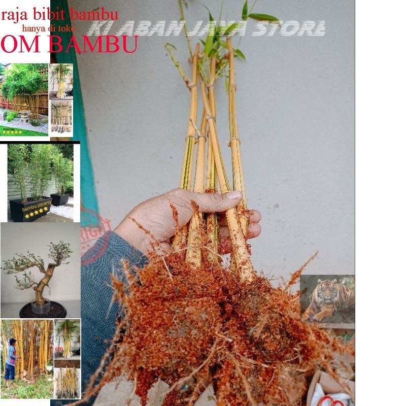 Bambu kuning siap tanam Tanaman Hias