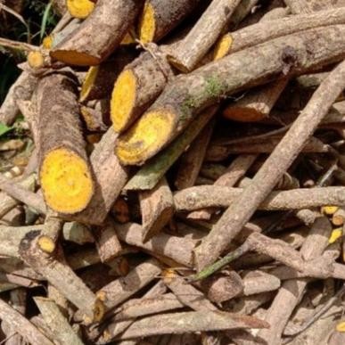 

Akar Kayu Bajakah Atau Ki koneng Obat Tradisional 1Kg