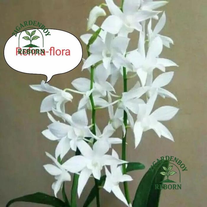 (BISA COD) anggrek dendrobium White grace - tanaman hias Angrek dewasa .