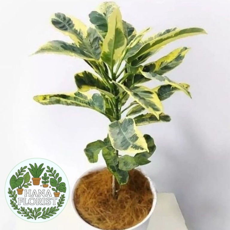 ( BISA BAYAR DI TEMPAT ) ( BISA COD ) PROMO Tanaman Hias Puring Berbagai Macam Jenis Pohon Puring / 