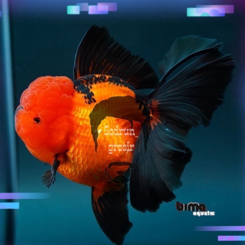 Hiasan aquarium MAS KOKI ORANDA BLACK GOLD GRADE A+ 7-9 CM