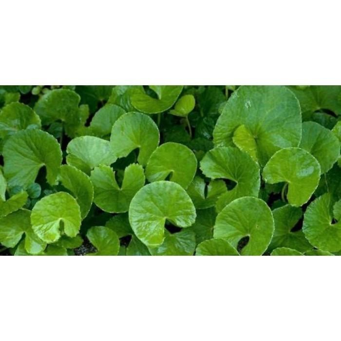 

promo Daun Pegagan Daun Antanan Segar 1kg T.V.P