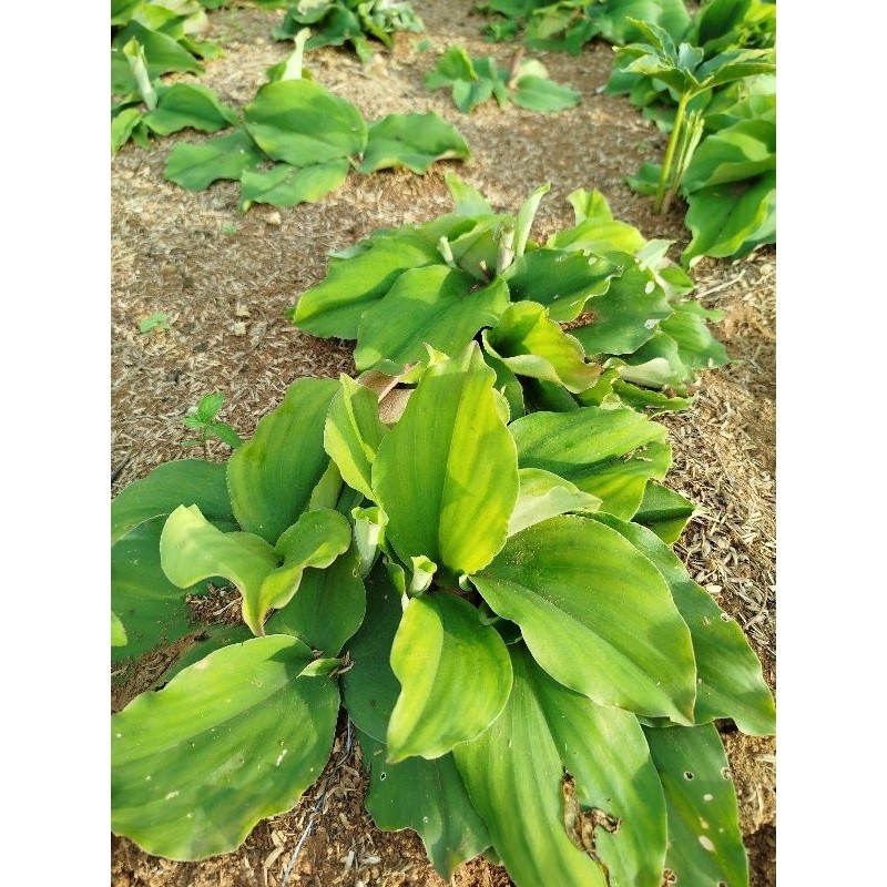 

Daun kencur segar 250gram terbaik