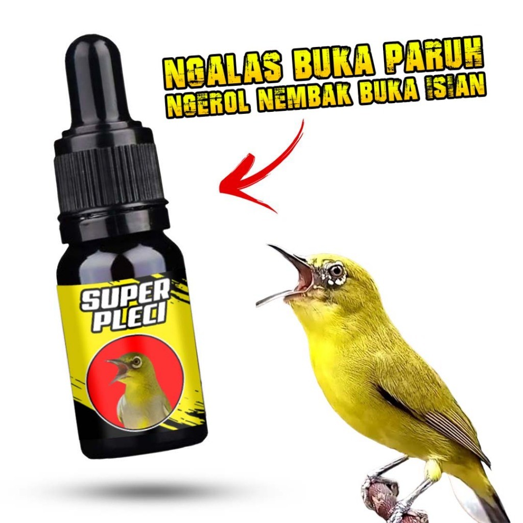 Super PLECI Penggacor Khusus Pleci Cepat Gacor BUKA Paruh