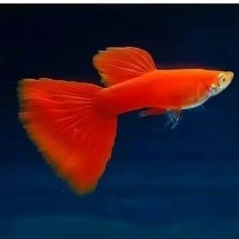 pemanis aquarium afr sepasang jantan betina GUPPY GUPI