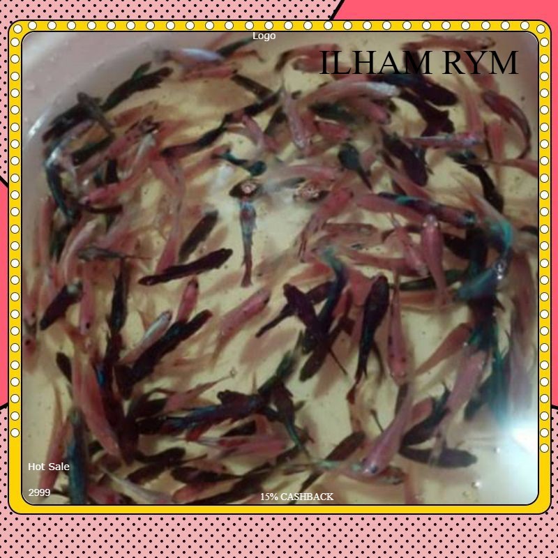 2EKOR Bibit Cpang jenis random hm,ct,multy,avatar,fccp mix