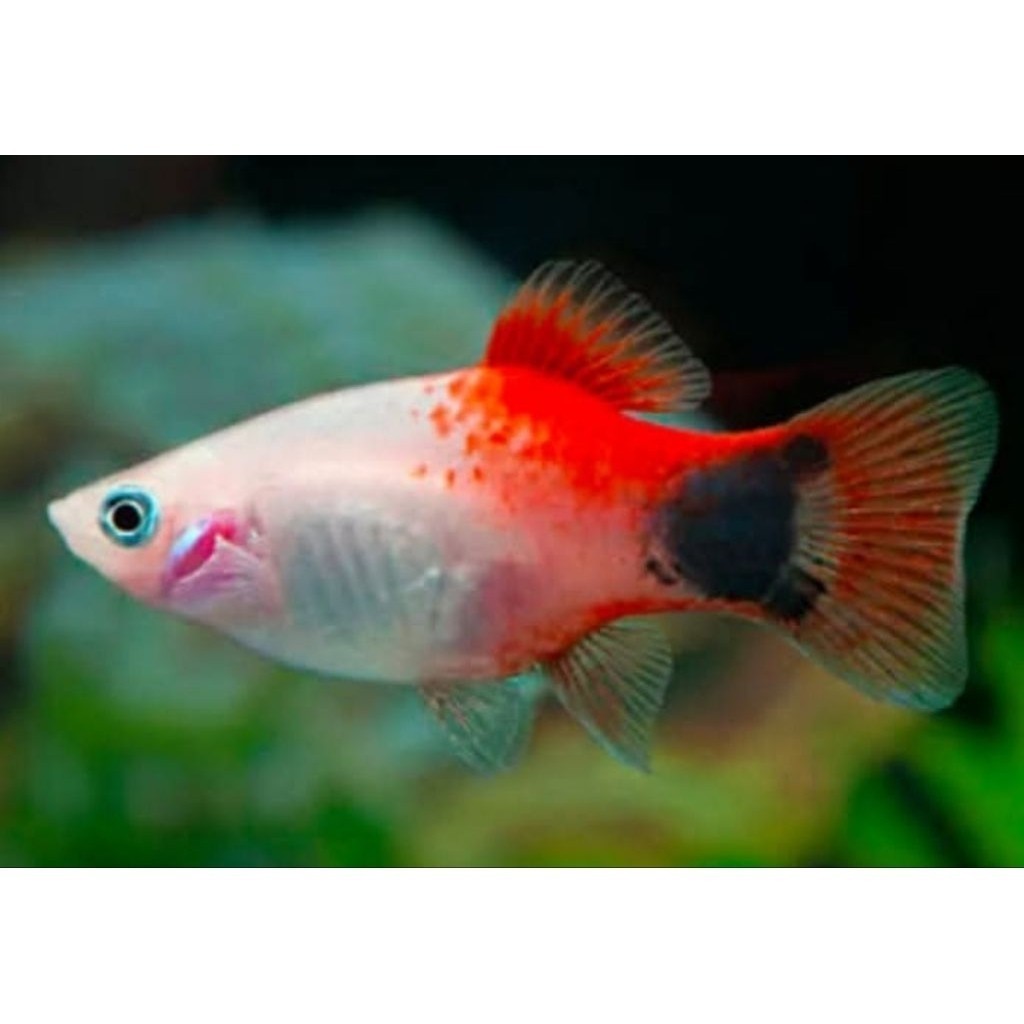 Platy Mickey mouse ID