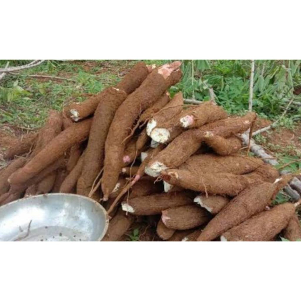 Ubi Singkong 1Kg, Ubi Kayu , Ubi Singkong Ubi Roti, Ubi murah Ubi kayu murah/ Ubi Kayu Mentah/Singko