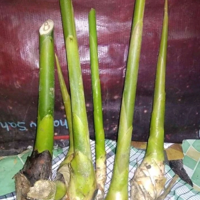 Bibit Kecombrang Hijau Segar (Fresh)