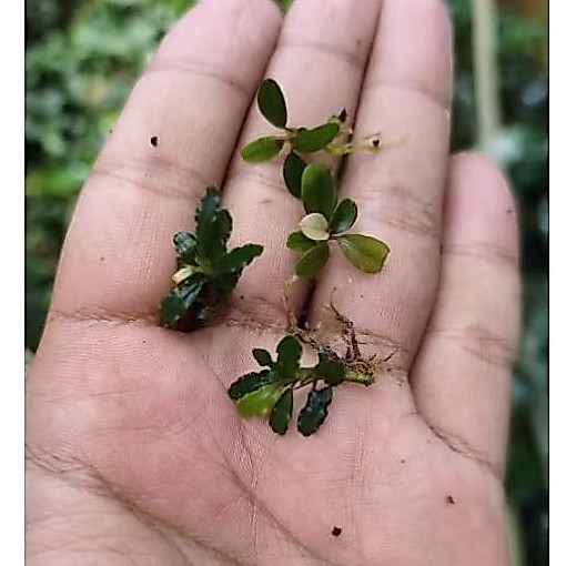 Buce super mini micro batangan murah