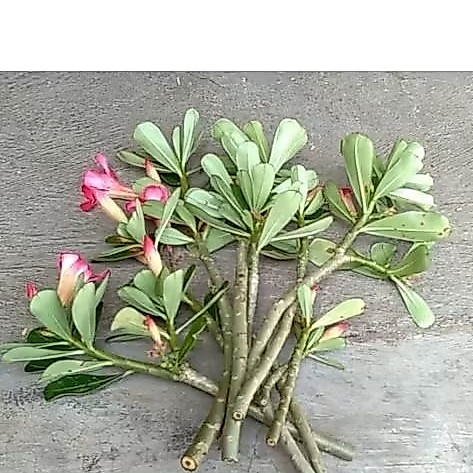 Entres Adenium Bunga Tumpuk - Pilihan 2