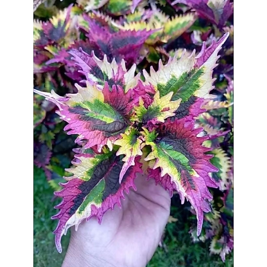 MIANA RAINBOW SULTAN