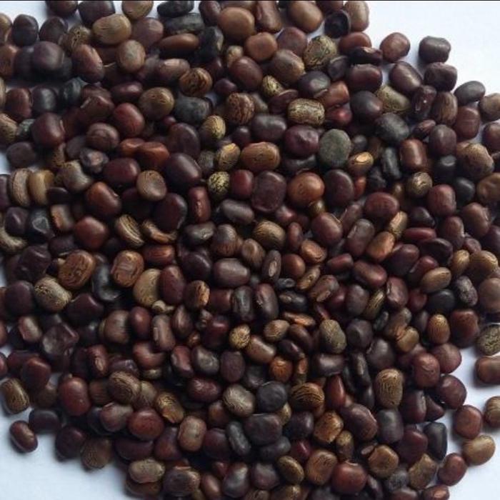 PROMO  Kacang Kacangan CP - Centrosema Pubescens