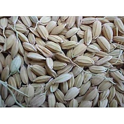 GABAH LAMPUNG / GABAH BANGKOK KECIL 1 KG