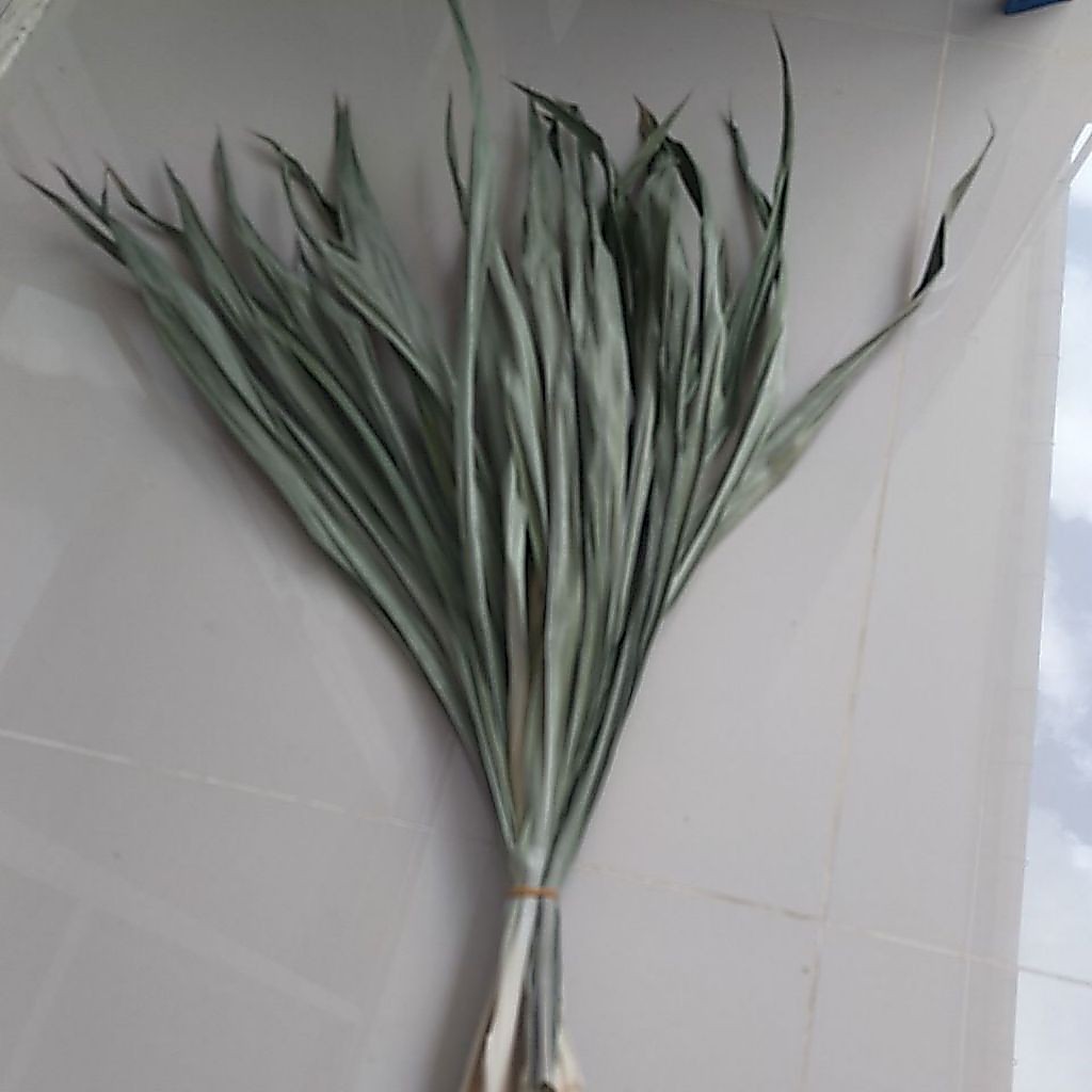 daun pandan kering