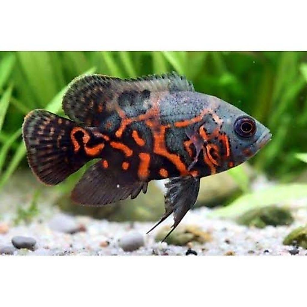 Hiasan Mainan Oscar Tiger Hitam & Albino