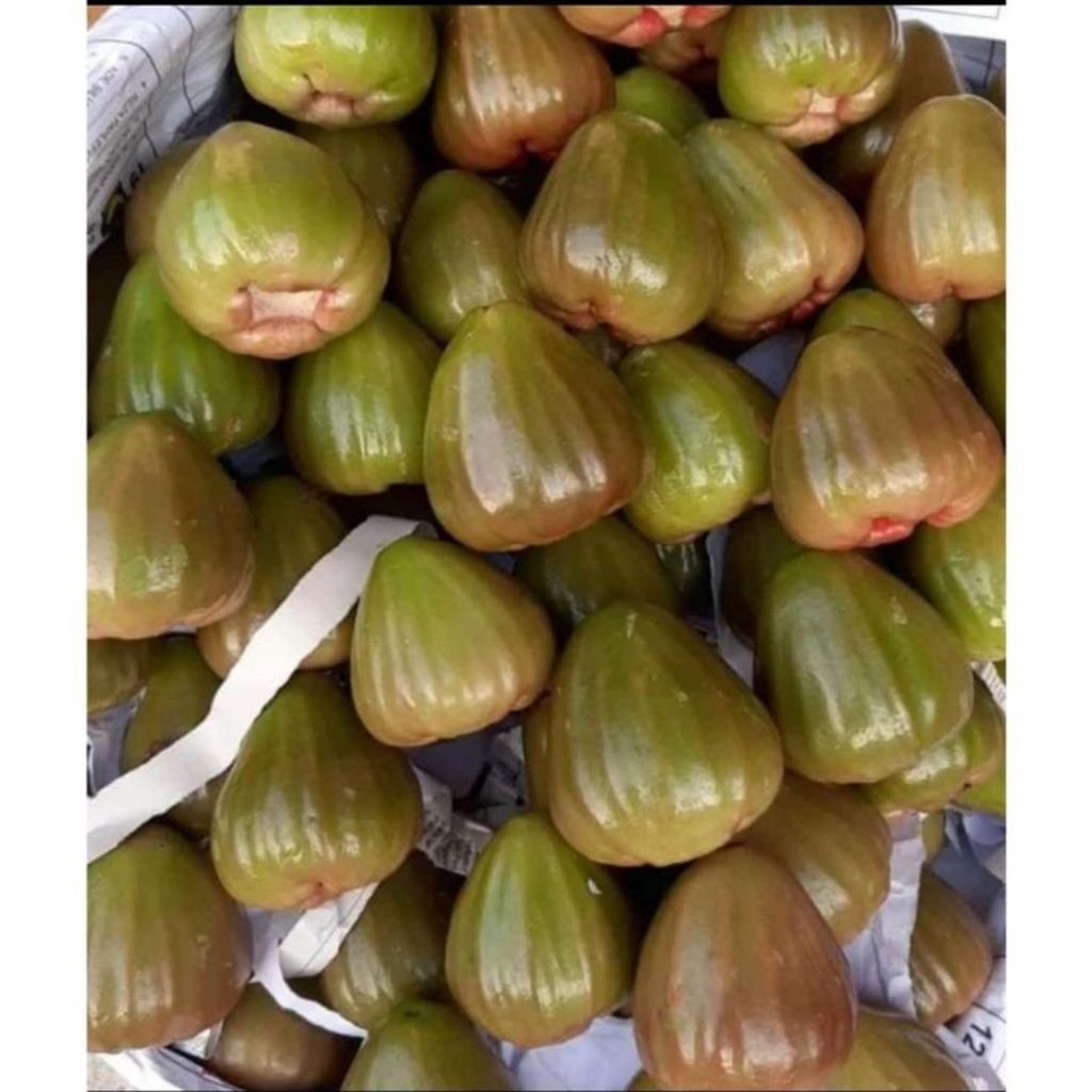 

Jambu air cincalo 500gr surabaya instan