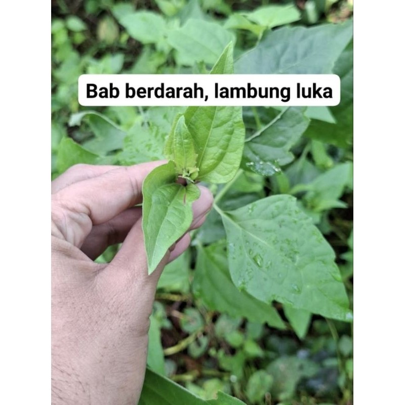 

daun herbal kirinyuh kopasanda segar per1kg Termurah