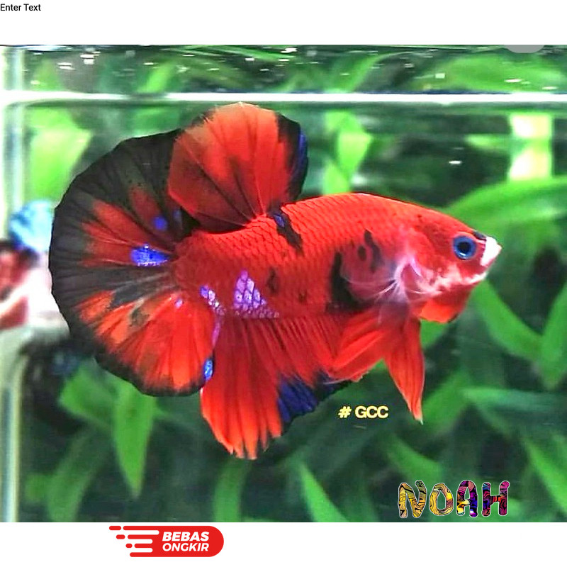 Isi aquarium CUPANG GIANT KOI GALAXY bahanan