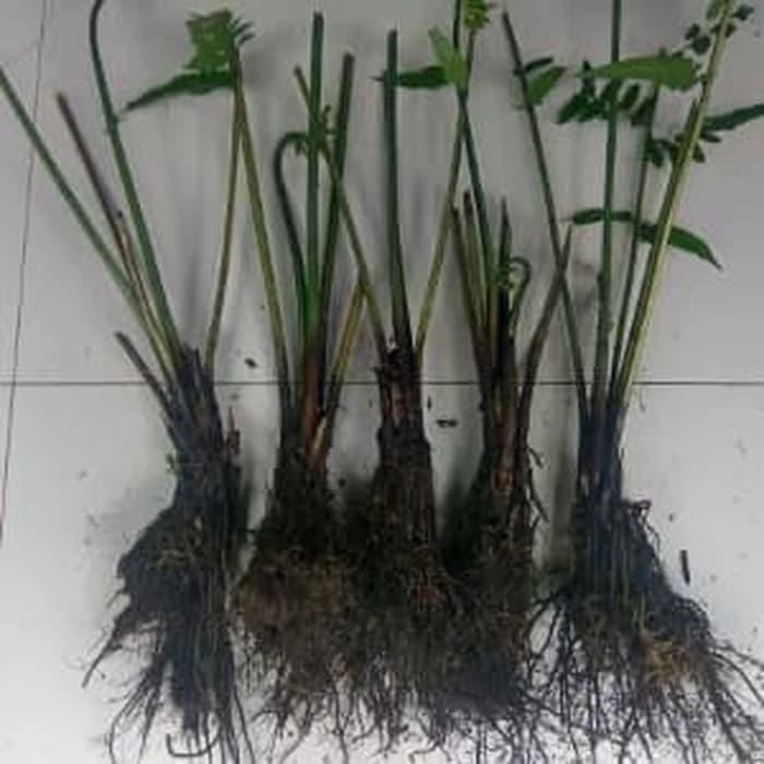 

BIBIT TANAMAN PAKIS SAYUR PAKIS PAKU GURIH