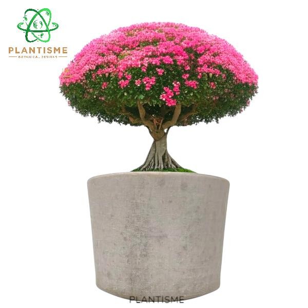 Pot Bonsai  - Cylindrica  Pot Tanaman Silinder Semen – Concrete Cement Planter untuk Bonsai Besar Be