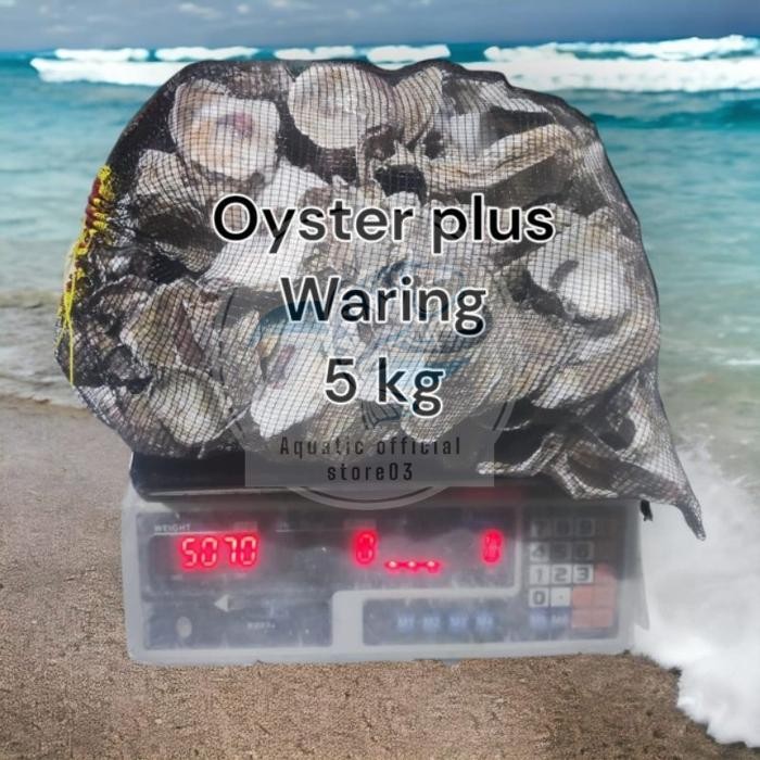 Oyster 5 kg plus waring / oyster 5kg / oyster / media filter / kerang oyster / media filter koi / fi
