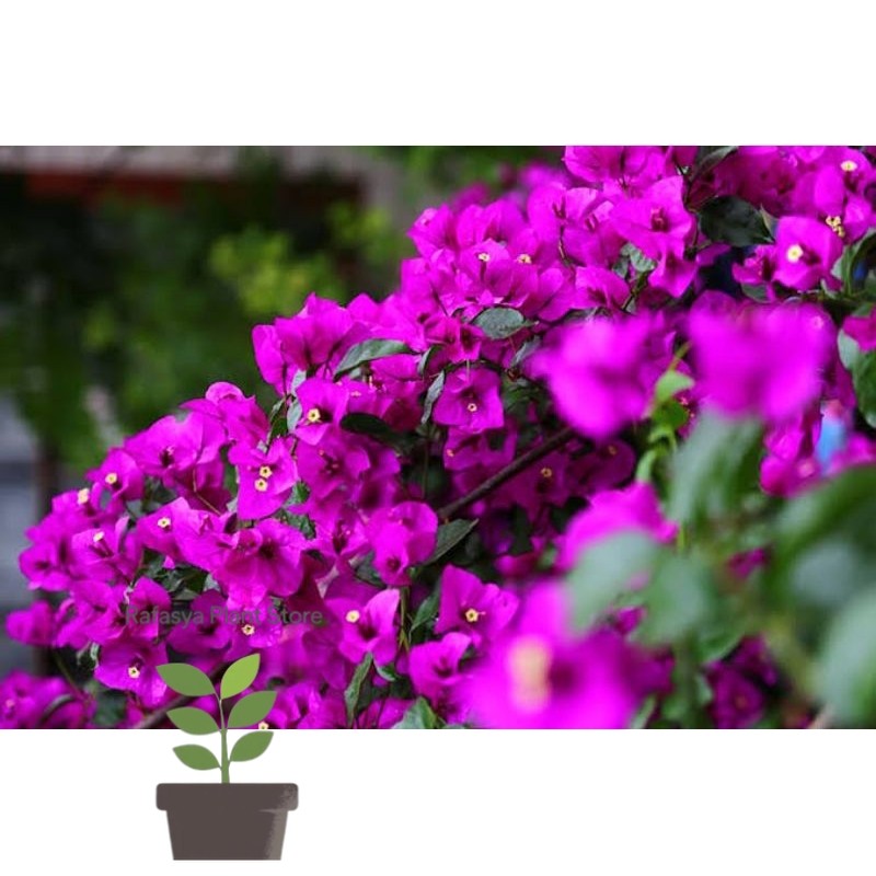 Bougenville ekor musang ungu