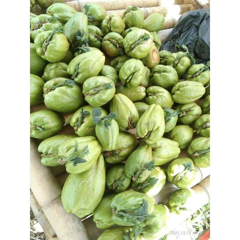 Benih Bibit labu siam siap tanam,labu siam,labu sayur