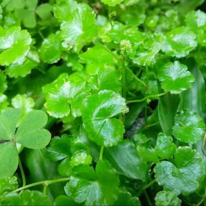 tanaman pegagan daun kecil, tikim semanggi gunung