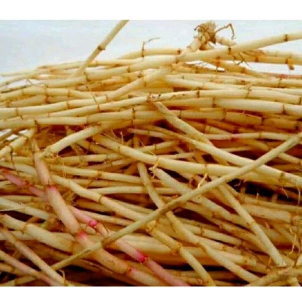 Akar Alang alang segar 500gr ilalang Alangalang /Akar Alang-alang fresh / akar alangalang buat obat 