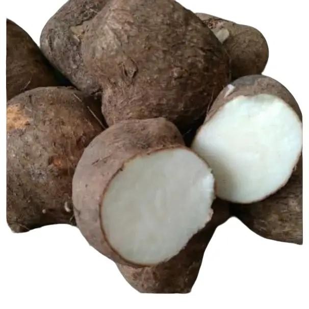 Umbi uwi putih makanan khas muria kudus Kecombrang .