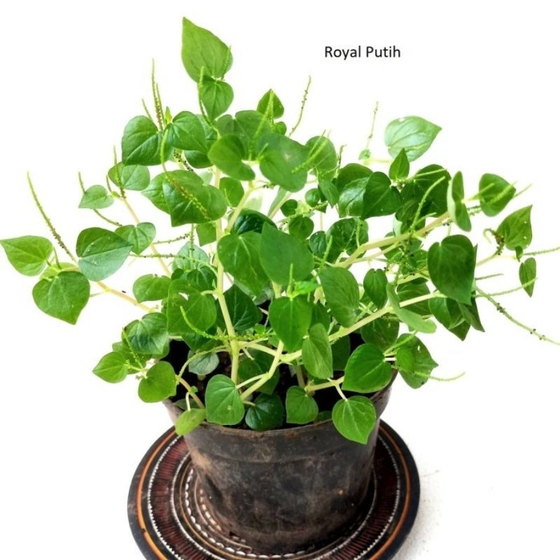 Tanaman Sirih Cina-Tanaman Herbal Sirih Cina-Sirih Cina Herbal