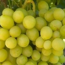 Bibit anggur autumn crispy