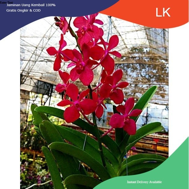 Anggrek Vanda mokara dewasa siap berbunga