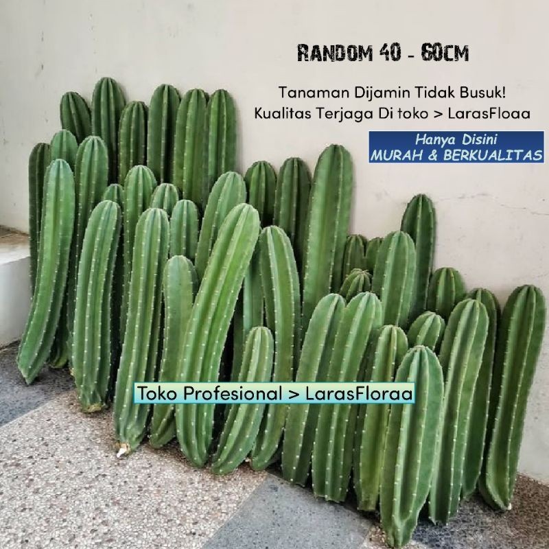 Tanaman Kaktus Koboi Tanpa Duri / Pohon Cacktus Koboi / Tanaman Hias Kaktus / Tanaman Hidup / Kaktus