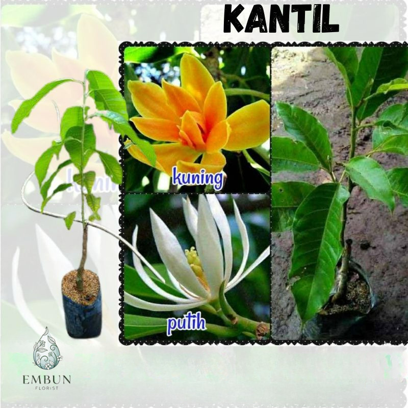Tanaman Hias Bunga Kantil - BIBIT TANAMAN BUNGA KANTIL - SUPER LANGKA