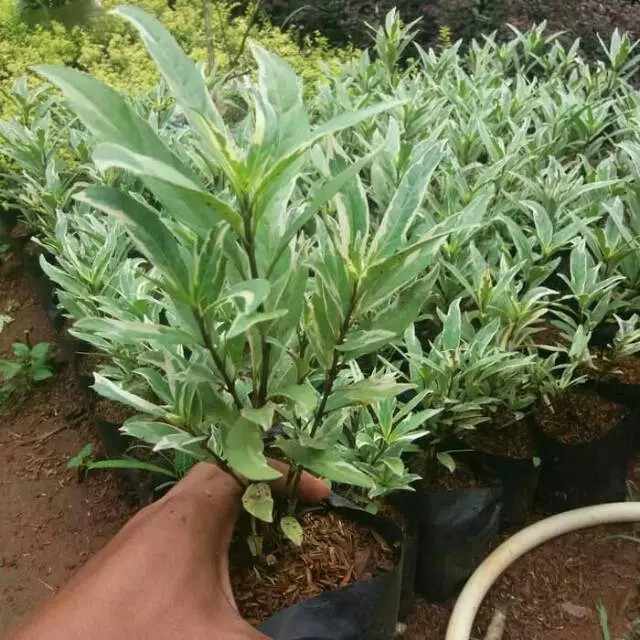 Tanaman Hias Hidup Gandarusa Rawelia Varigata Bisa Untuk Tanaman Pagar Ganndarusa Rawelia 1 Polibag