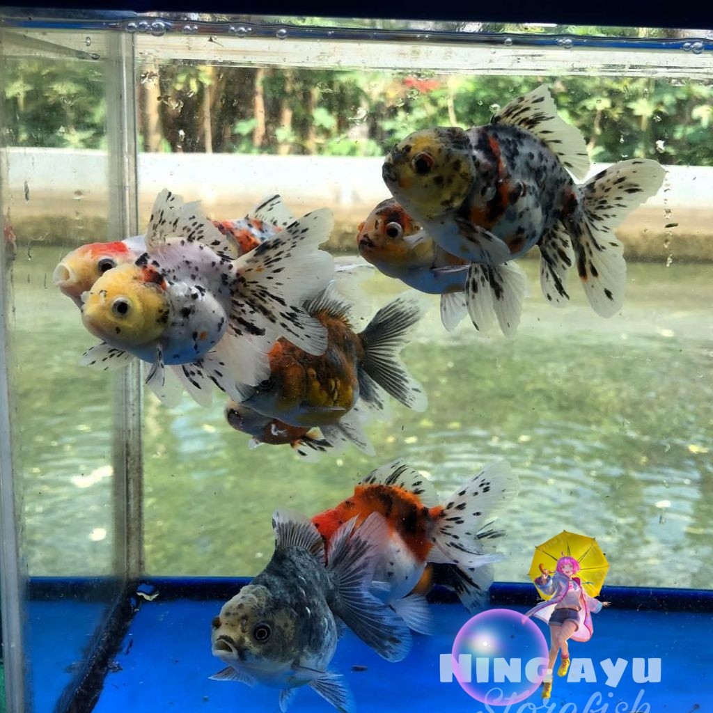 Paket isi 3 mas koki oranda pw pancawarna hiasan aquarium