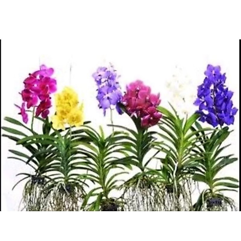 Paket 2 Warna anggrek vanda / Pohon Anggrek Vanda Siap Berbunga