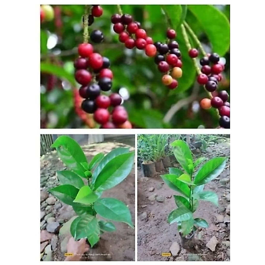 bibit pohon buah huni pohon buah buni buah rujak