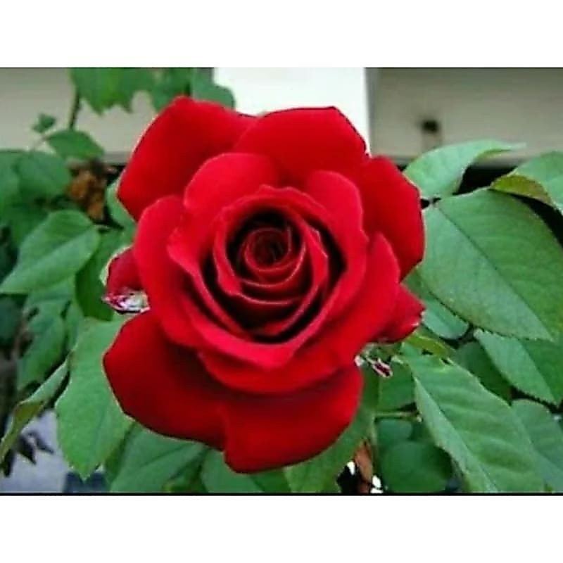 Bibit Mawar Merah