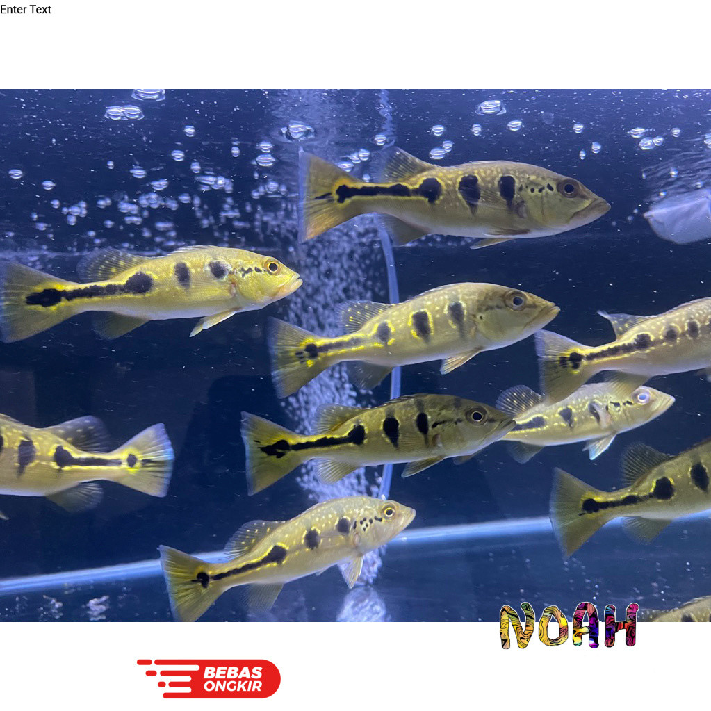 Pbass Orinoco Good Marking