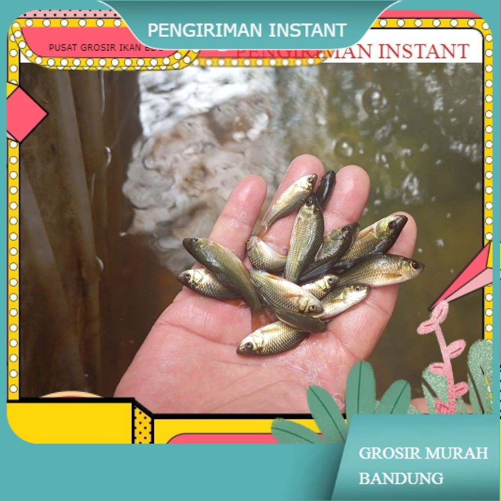 50 ekor Ikan Nilem terapi / trapi / per 50 ekor / ikan terapi GROSIR BANDUNG PER EKOR INSTANT terdek