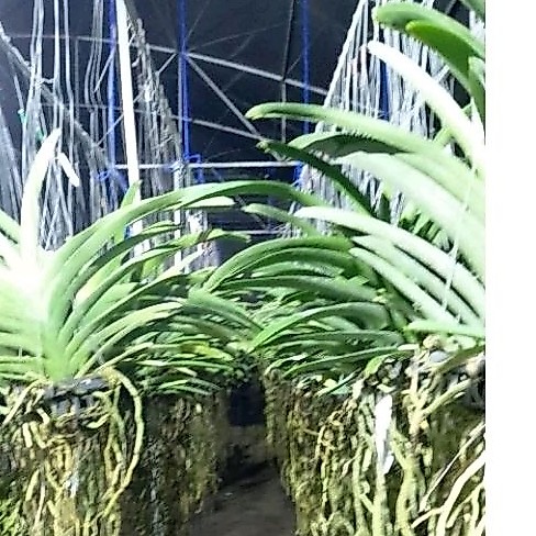 VANDA | ANGGREK VANDA speack/ knop