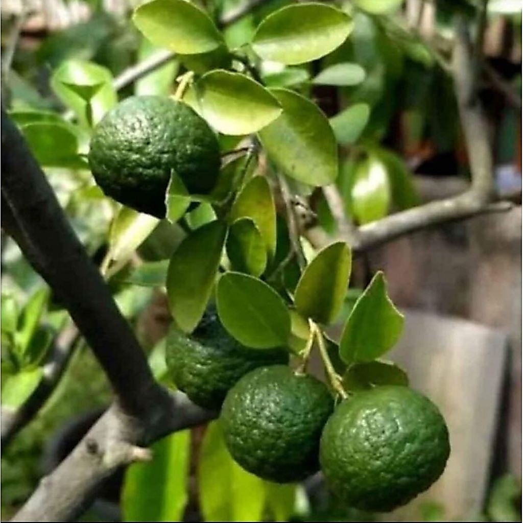 Beli 2 Gratis 1| Bibit Tanaman Jeruk Limau Sundai Unggul Cepat Tumbuh Siap Tanam