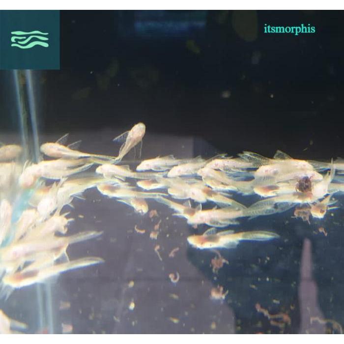 Albino Brushmouth Slayer pleco size +/- 3cm/ sapu pleco L144 1 ekor